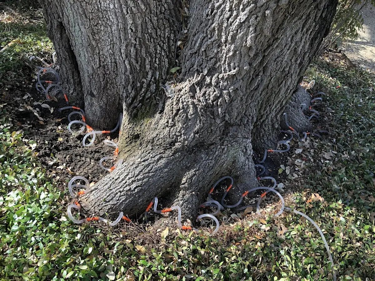 Detailed Tree Cabling and Bracing job site in Queen Creek