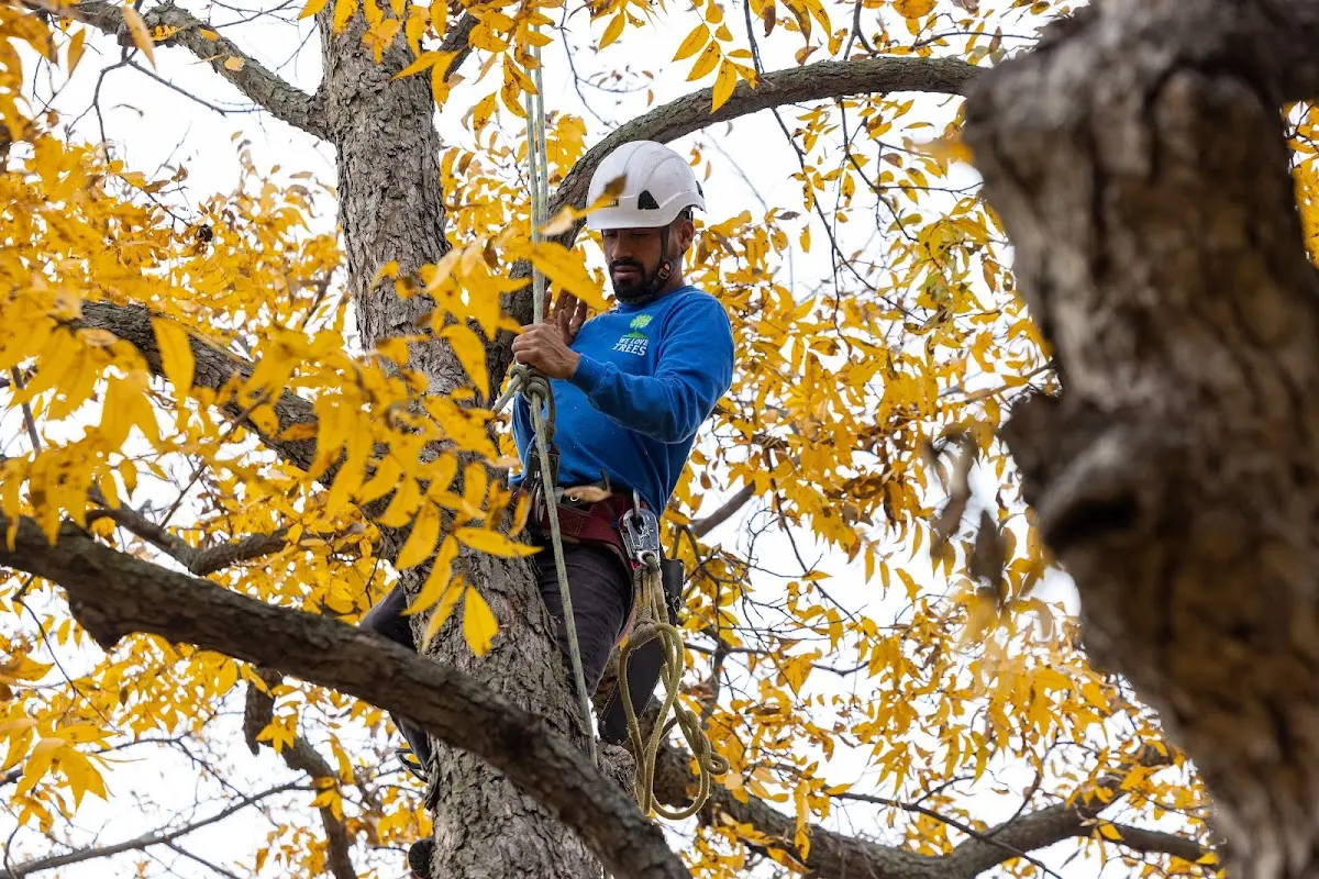 Skilled Tree Pruning crew working in Queen Creek
